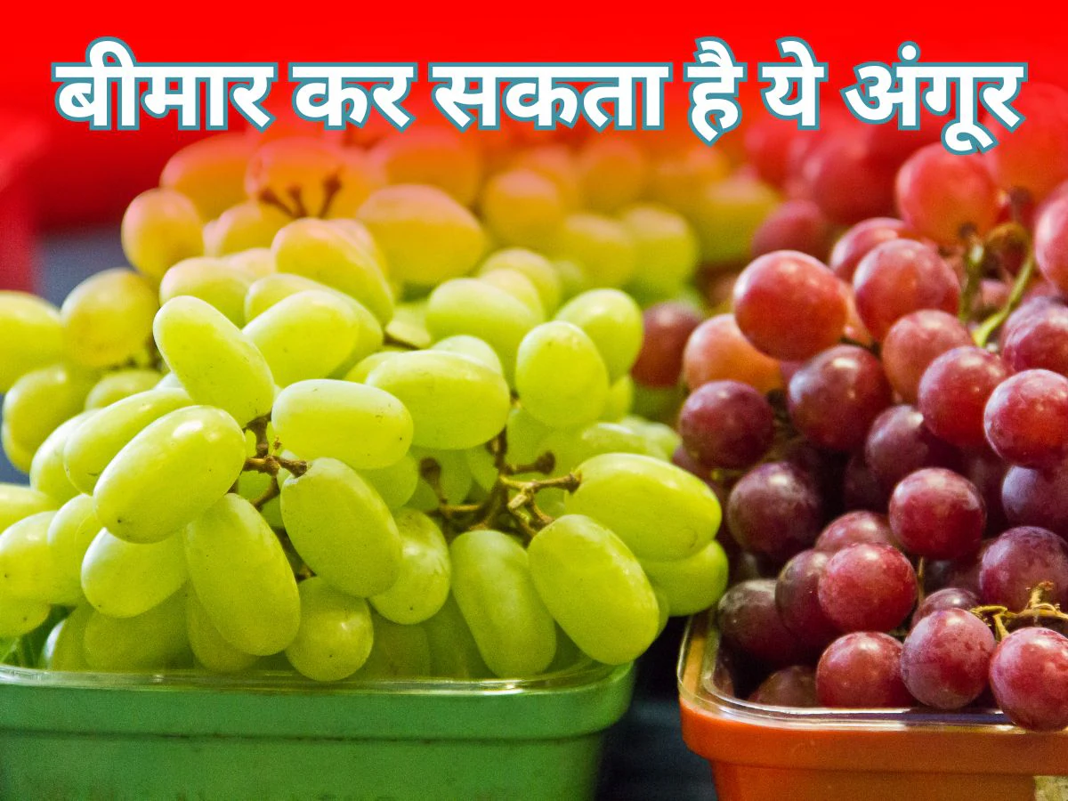 Cleaning and Storing Grapes जानें अंगूर को सुरक्षित तरीके से धोने और स्टोर करने का तरीका